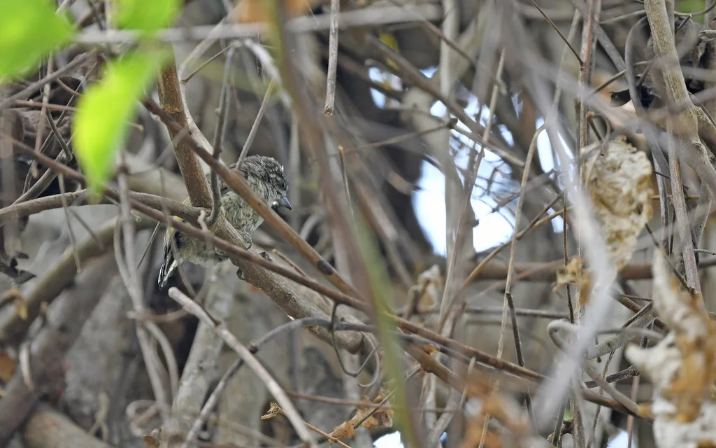 鳞斑姬啄木鸟（Picumnus squamulatus）