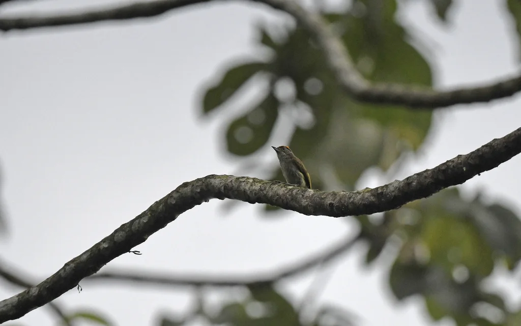 细斑姬啄木鸟(Picumnus subtilis)