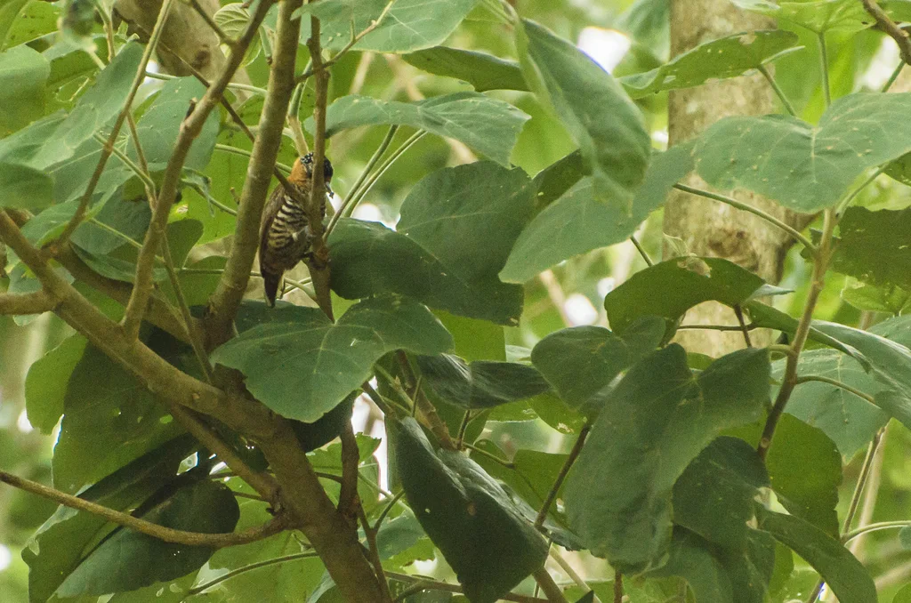 赭领姬啄木鸟(Picumnus temminckii)