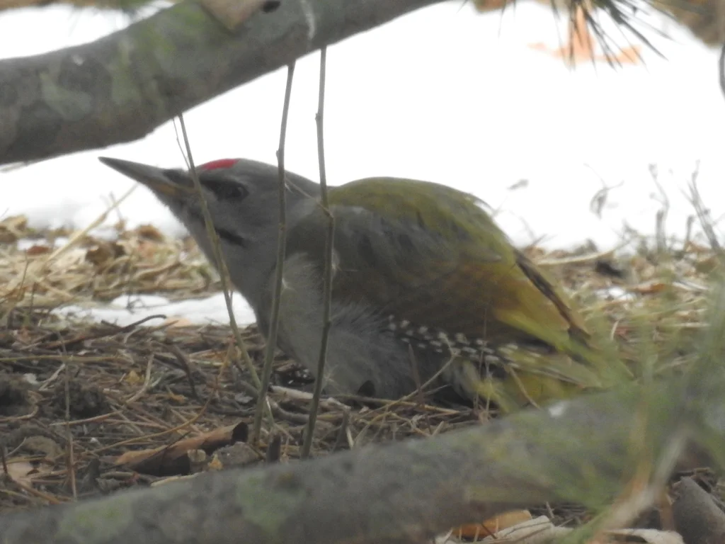 灰头绿啄木鸟(Picus canus)