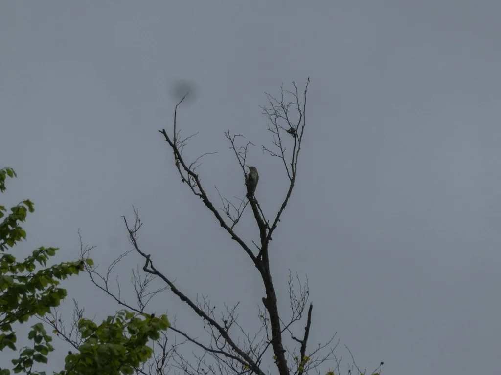 灰头绿啄木鸟(Picus canus)