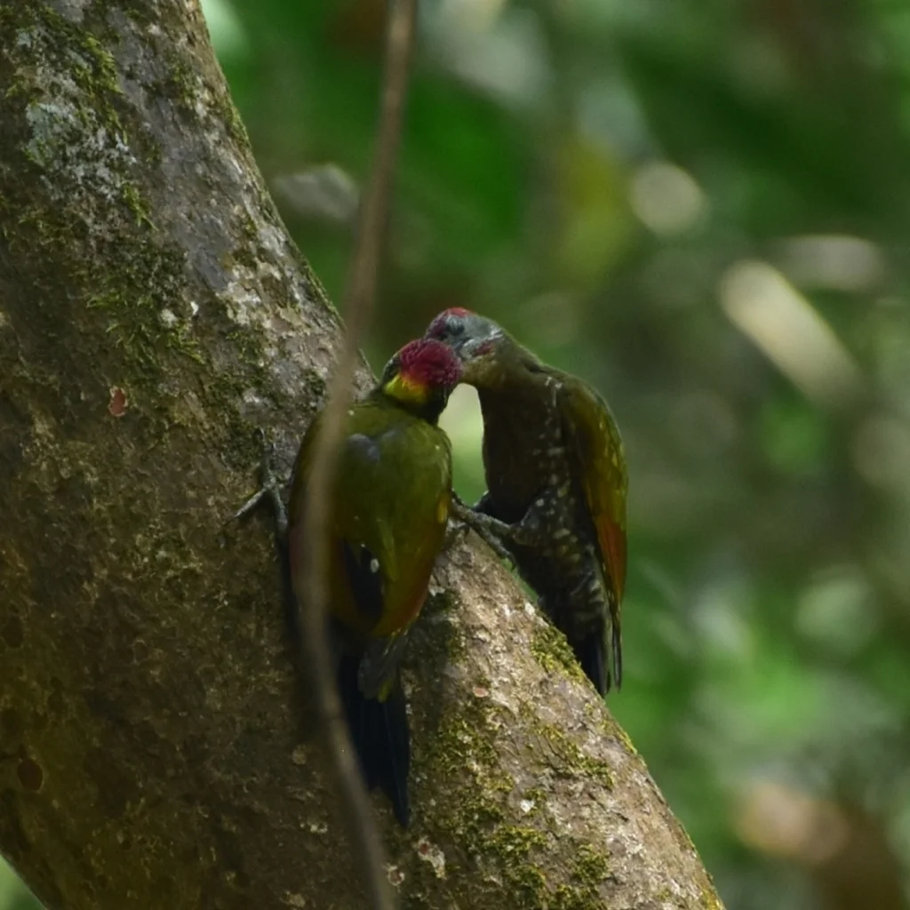 黄冠啄木鸟(Picus chlorolophus)