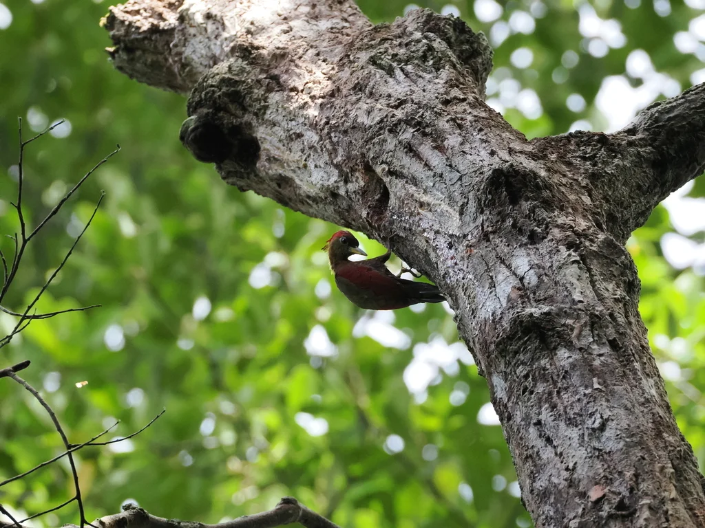 红翅绿啄木鸟(Picus puniceus)