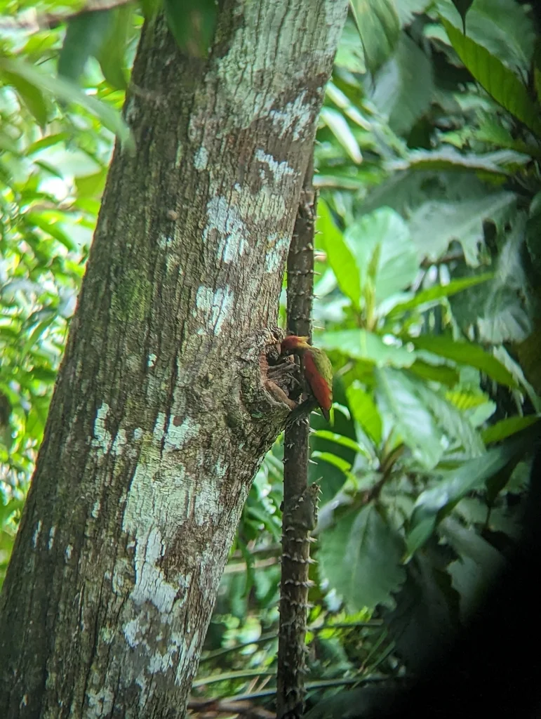 红翅绿啄木鸟(Picus puniceus)