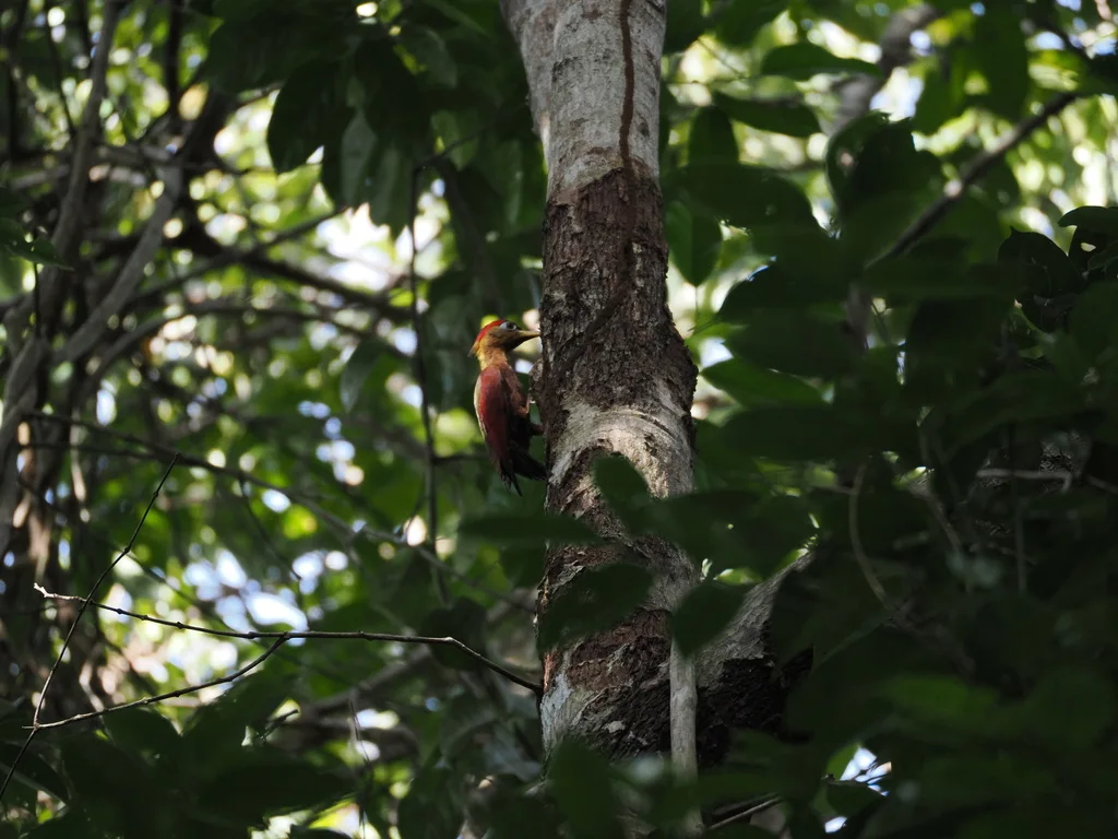 红翅绿啄木鸟(Picus puniceus)