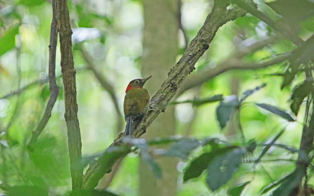 红颈绿啄木鸟(Picus rabieri)