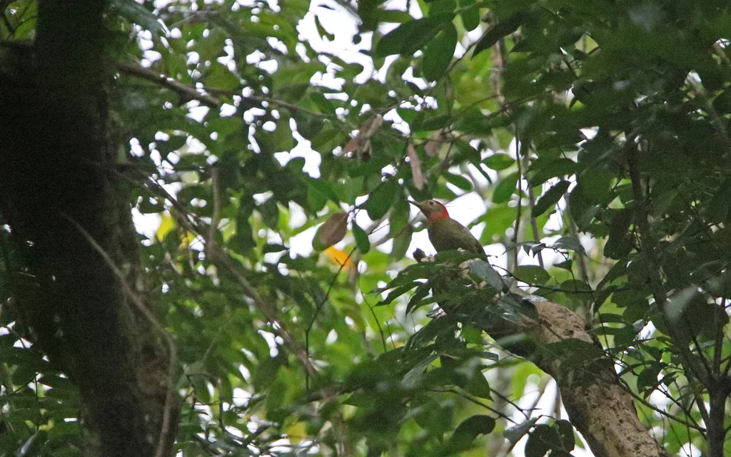 红颈绿啄木鸟(Picus rabieri)