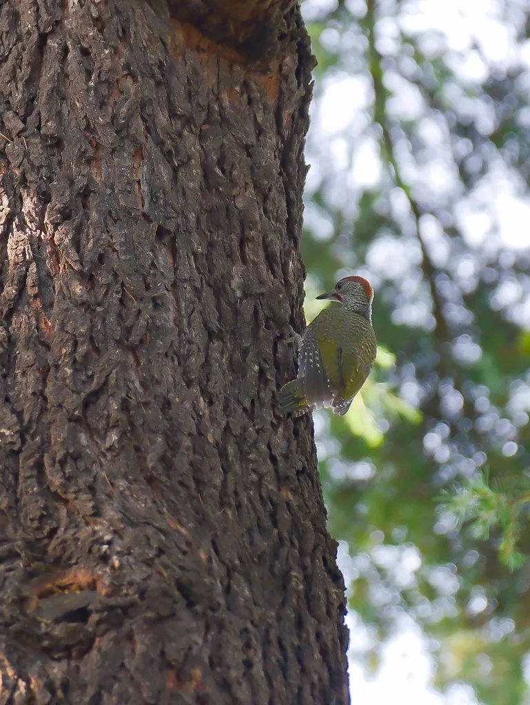 伊比利亚绿啄木鸟(Picus sharpei)