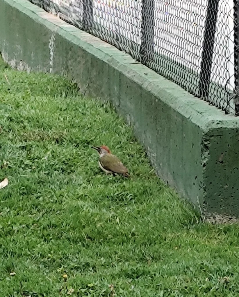 伊比利亚绿啄木鸟(Picus sharpei)