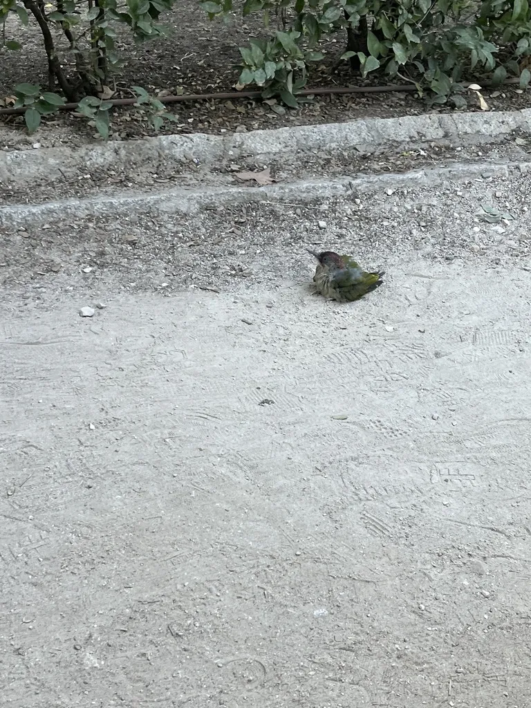伊比利亚绿啄木鸟(Picus sharpei)