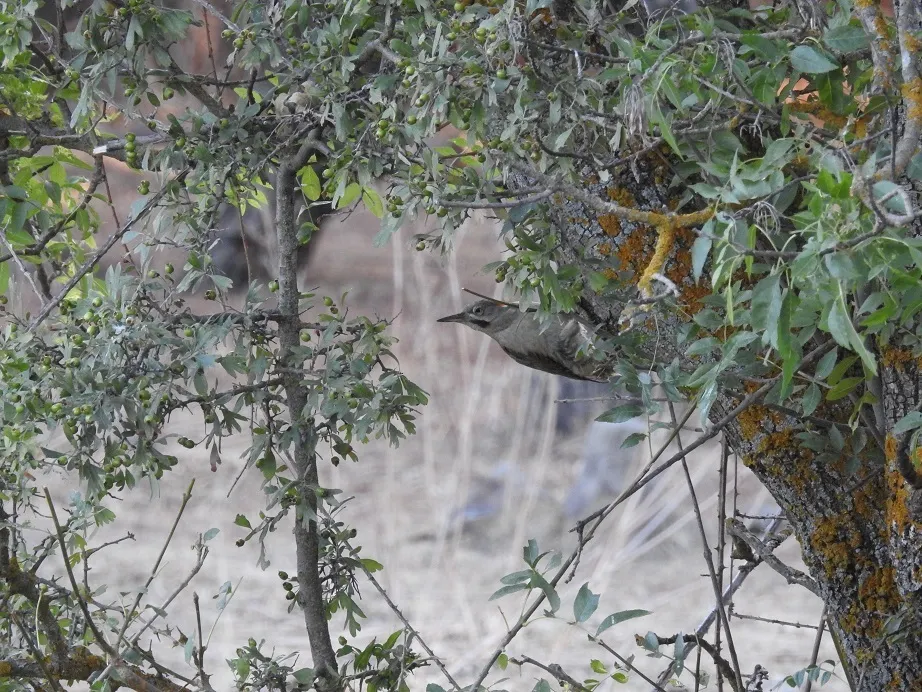 利氏绿啄木鸟(Picus vaillantii)