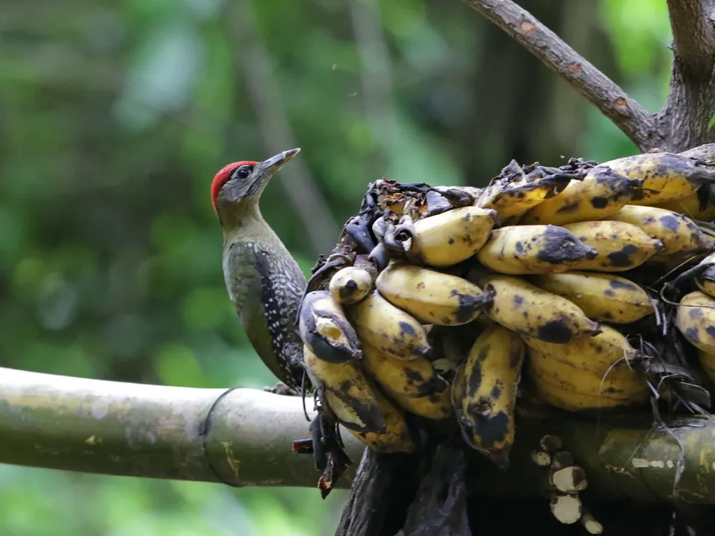 斑胸绿啄木鸟(Picus viridanus)