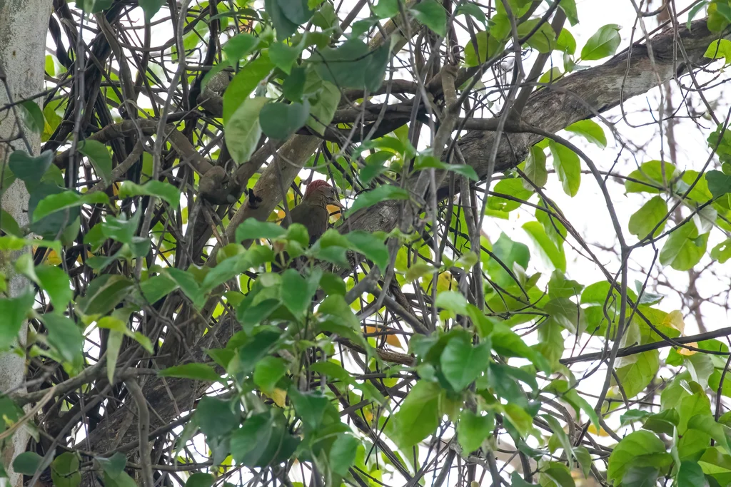 斑胸绿啄木鸟(Picus viridanus)