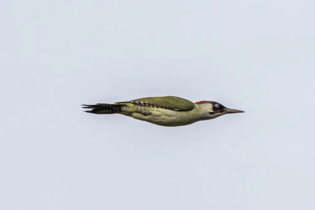 绿啄木鸟(Picus viridis)