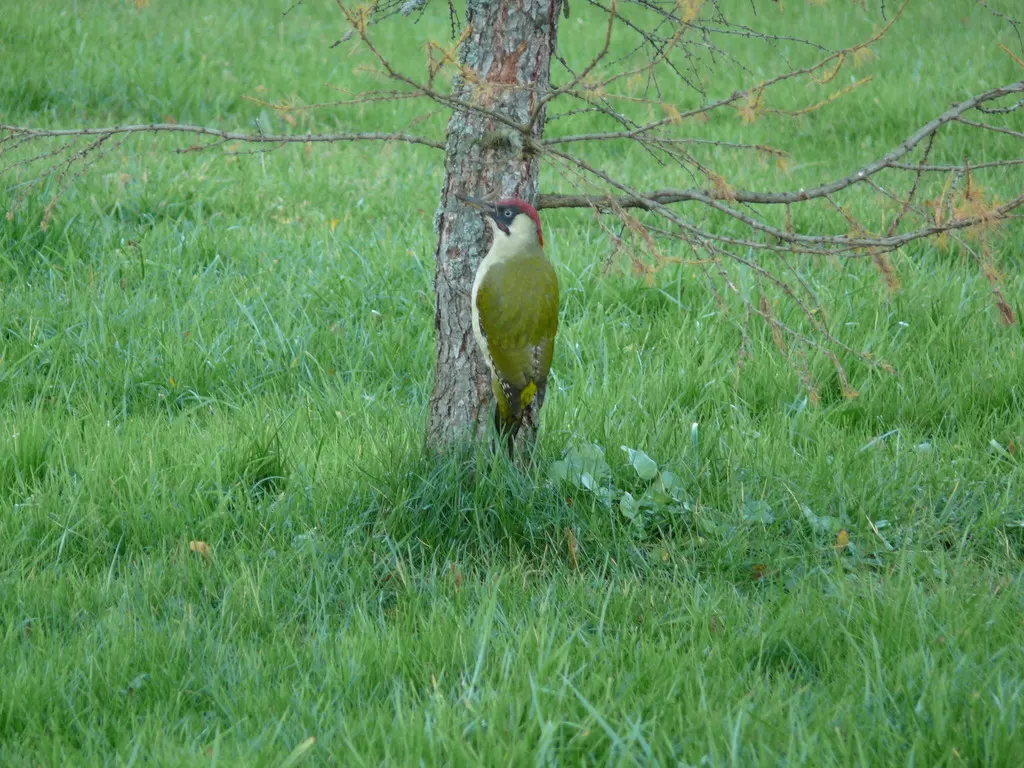 绿啄木鸟(Picus viridis)
