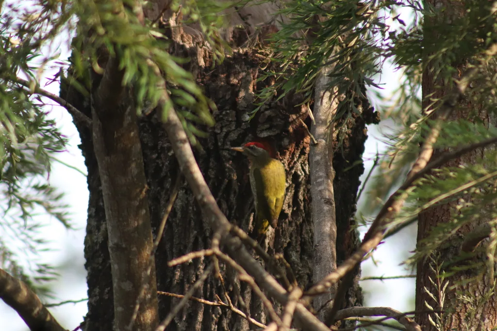 鳞喉绿啄木鸟(Picus xanthopygaeus)