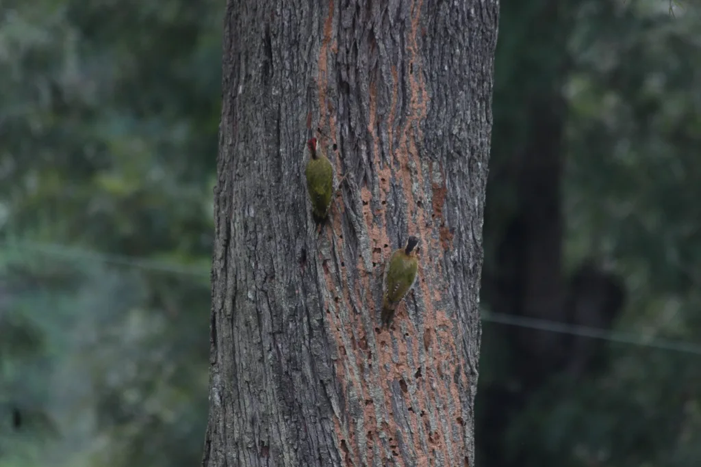 鳞喉绿啄木鸟(Picus xanthopygaeus)