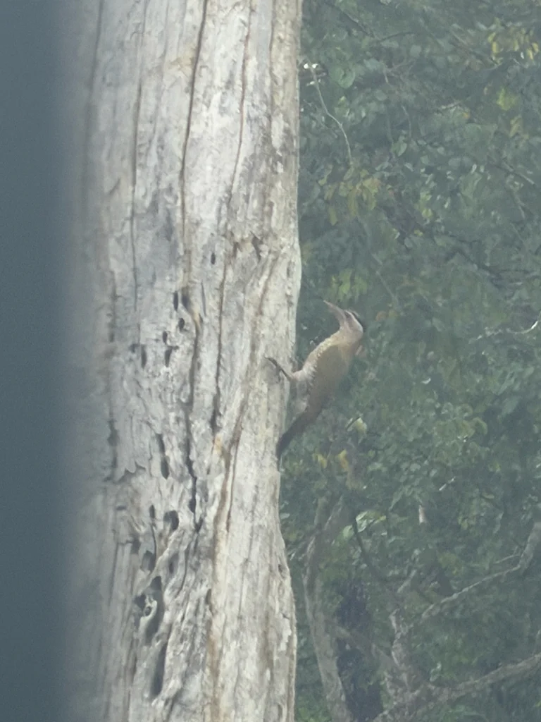 鳞喉绿啄木鸟(Picus xanthopygaeus)