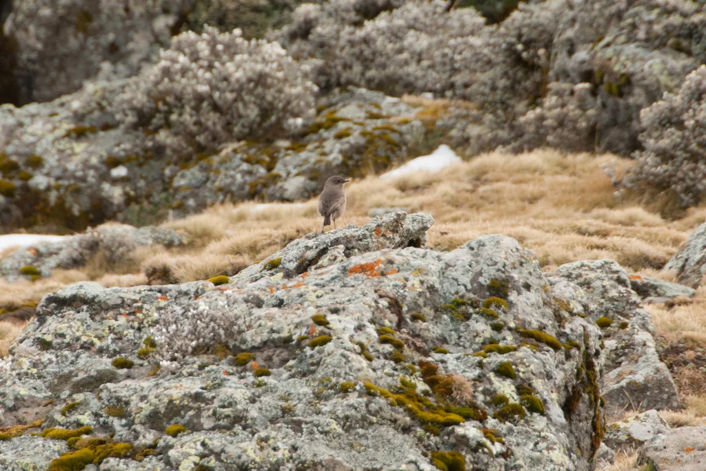 山岩䳭(Pinarochroa sordida)
