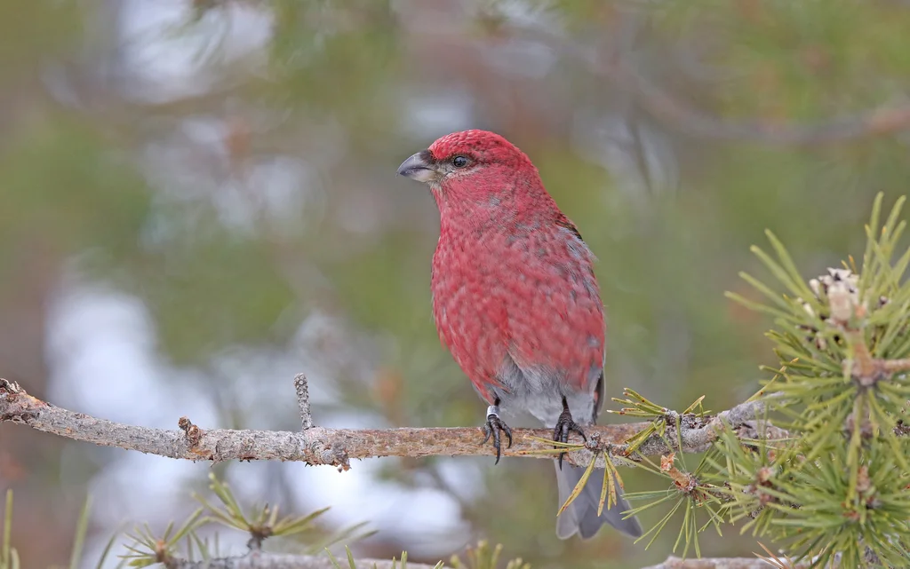 松雀(Pinicola enucleator)