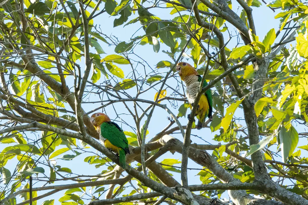 白腹凯克鹦哥(Pionites leucogaster)