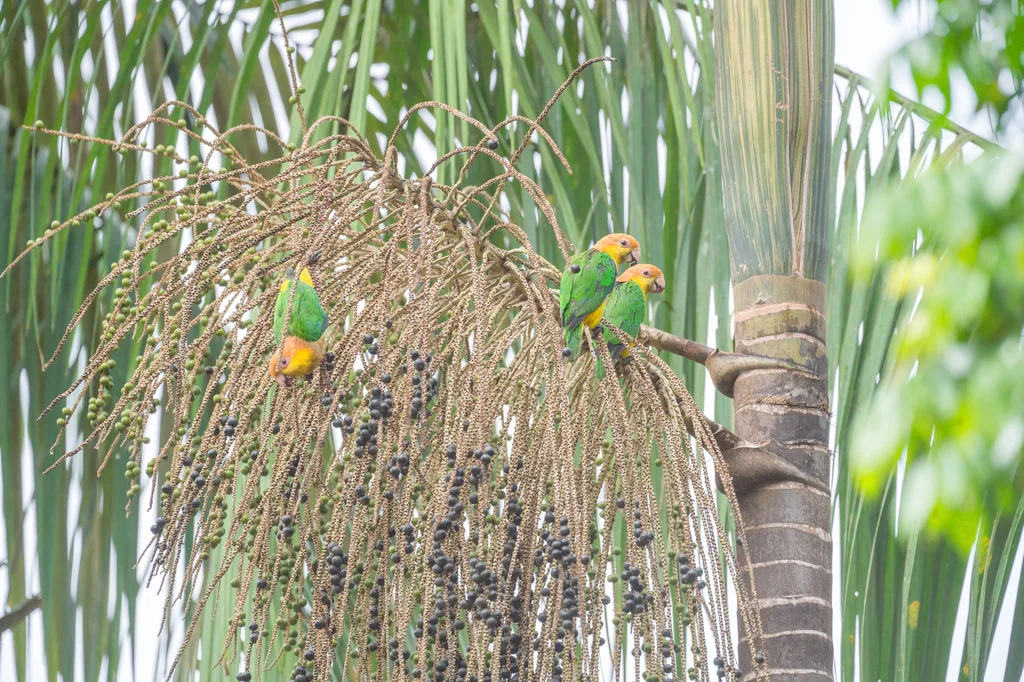 白腹凯克鹦哥(Pionites leucogaster)