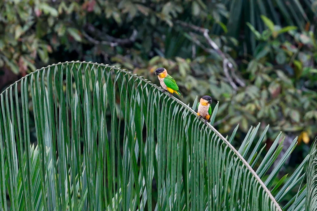 黑头凯克鹦哥(Pionites melanocephalus)