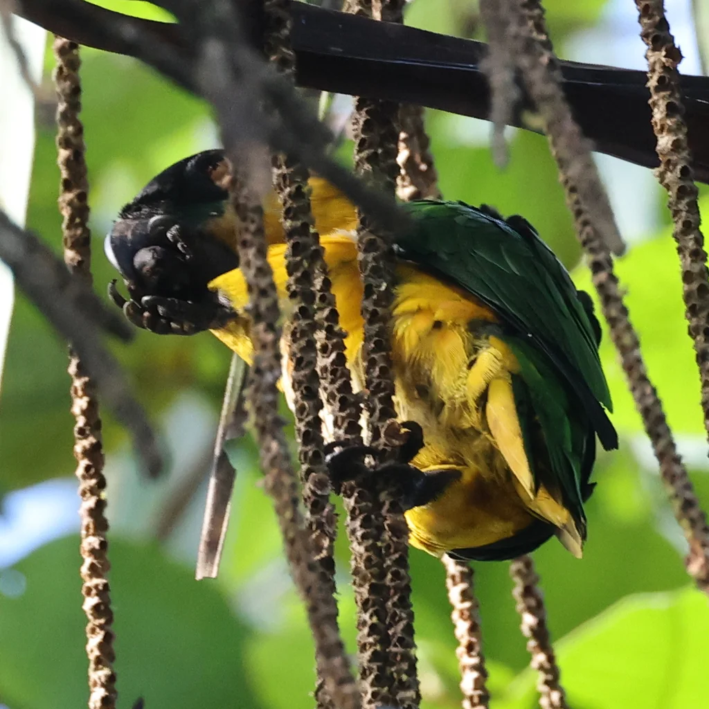 黑头凯克鹦哥(Pionites melanocephalus)