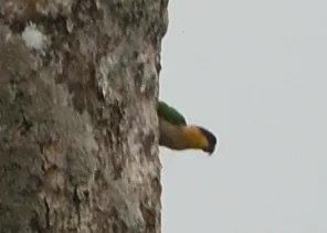 黑头凯克鹦哥(Pionites melanocephalus)