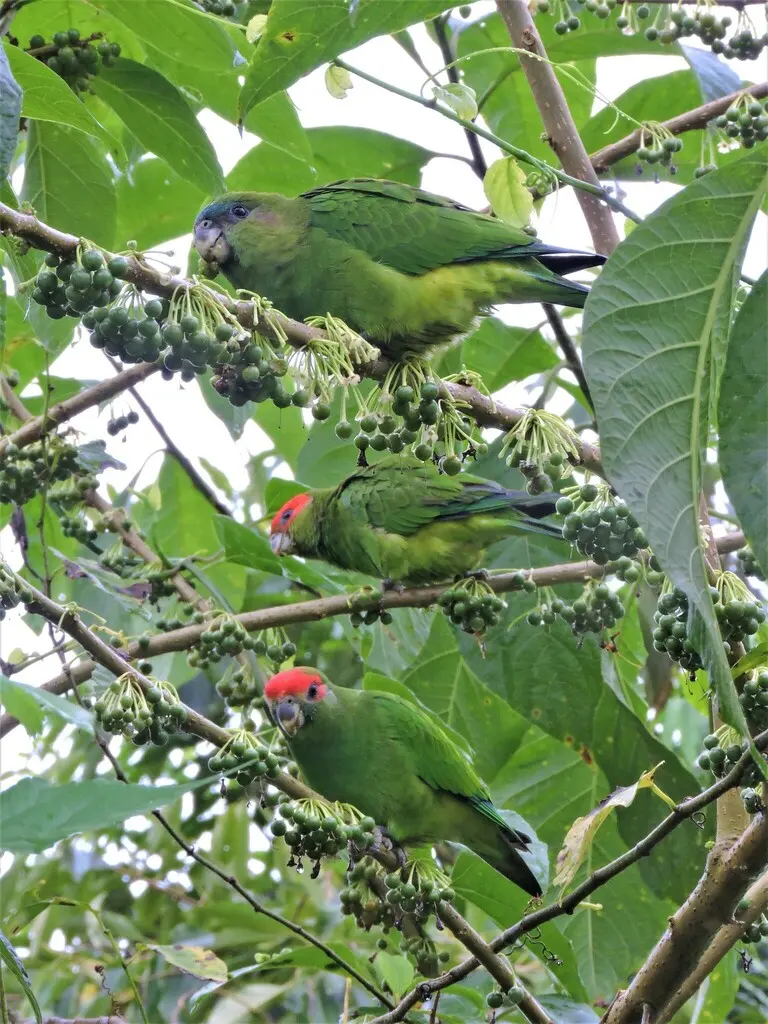 红顶鹦哥（Pionopsitta pileata）