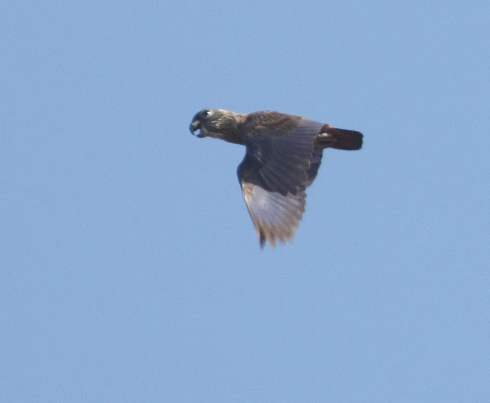 暗色鹦哥(Pionus fuscus)