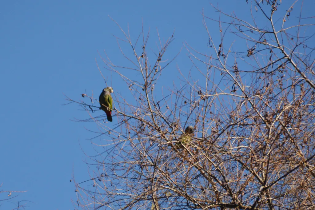 鳞头鹦哥(Pionus maximiliani)