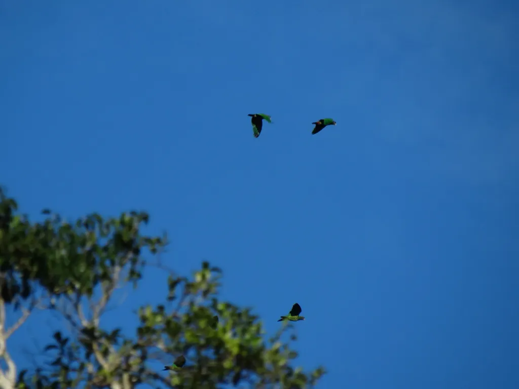鳞头鹦哥(Pionus maximiliani)
