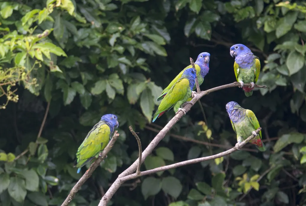 蓝头鹦哥(Pionus menstruus)