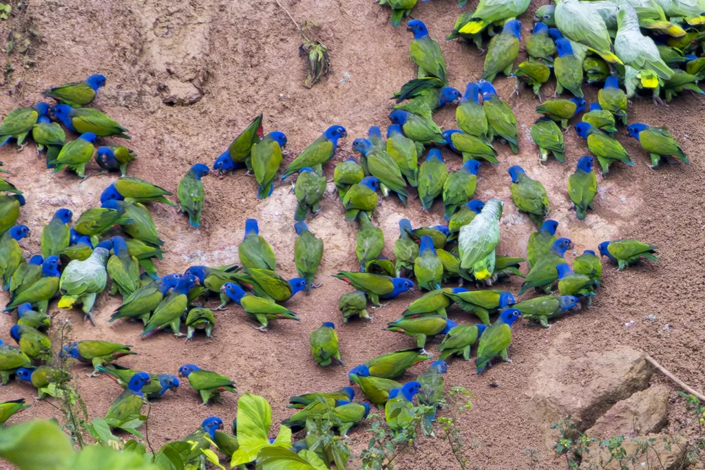 蓝头鹦哥(Pionus menstruus)