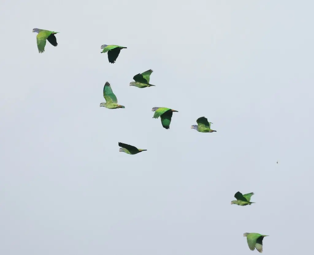 蓝头鹦哥(Pionus menstruus)