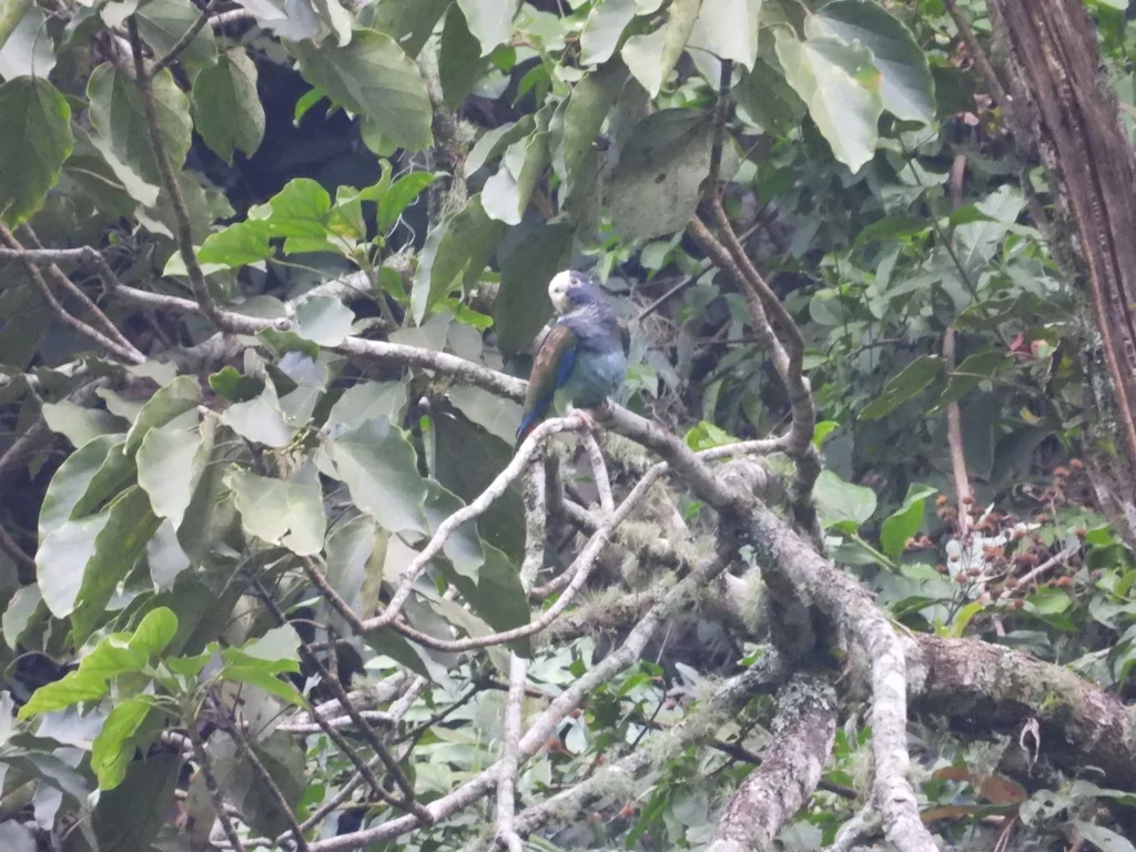 白冠鹦哥(Pionus senilis)
