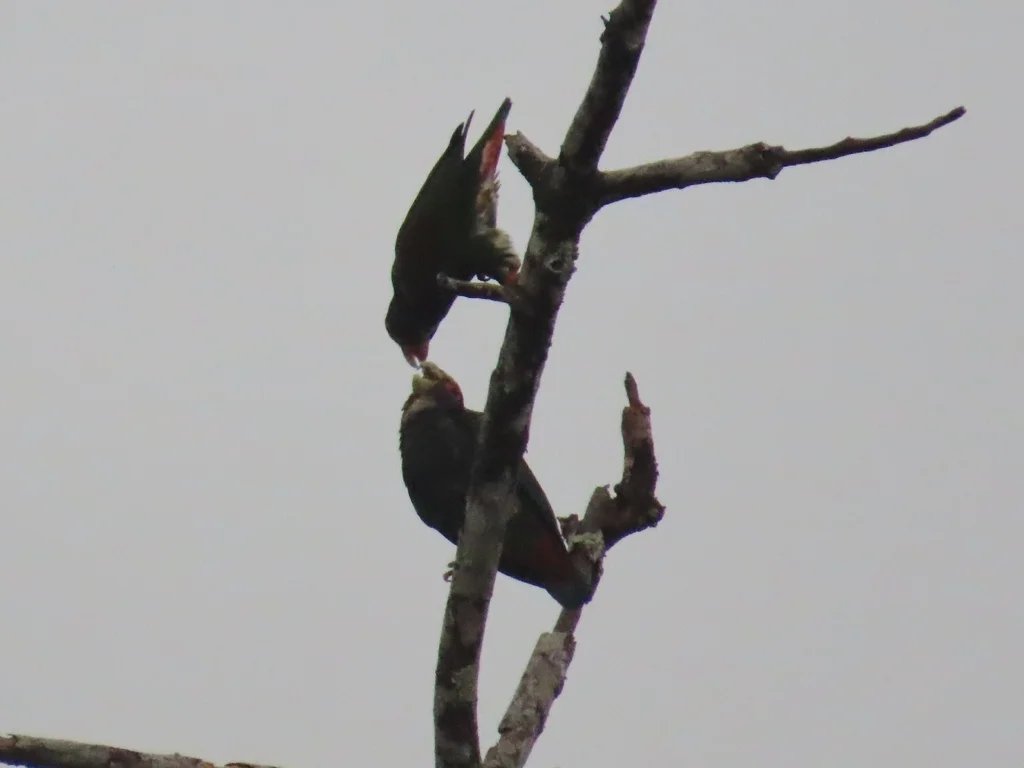白冠鹦哥(Pionus senilis)