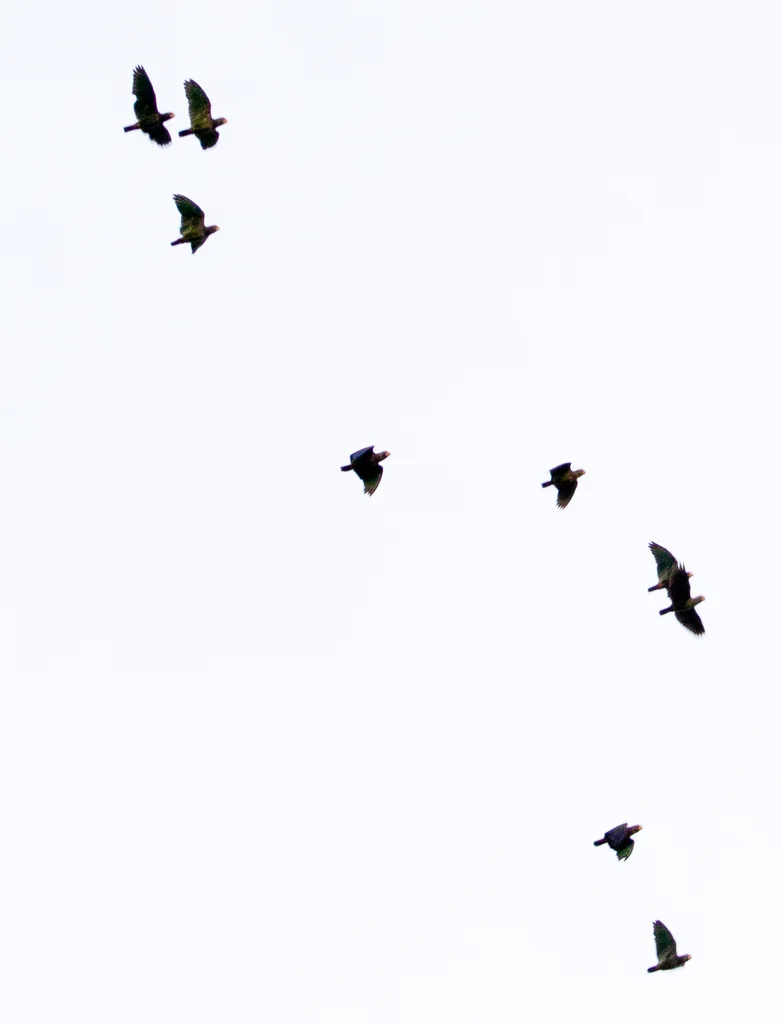 白冠鹦哥(Pionus senilis)