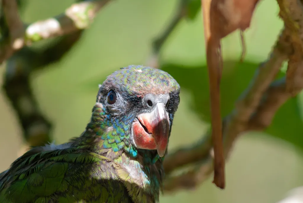 红嘴鹦哥（Pionus sordidus）