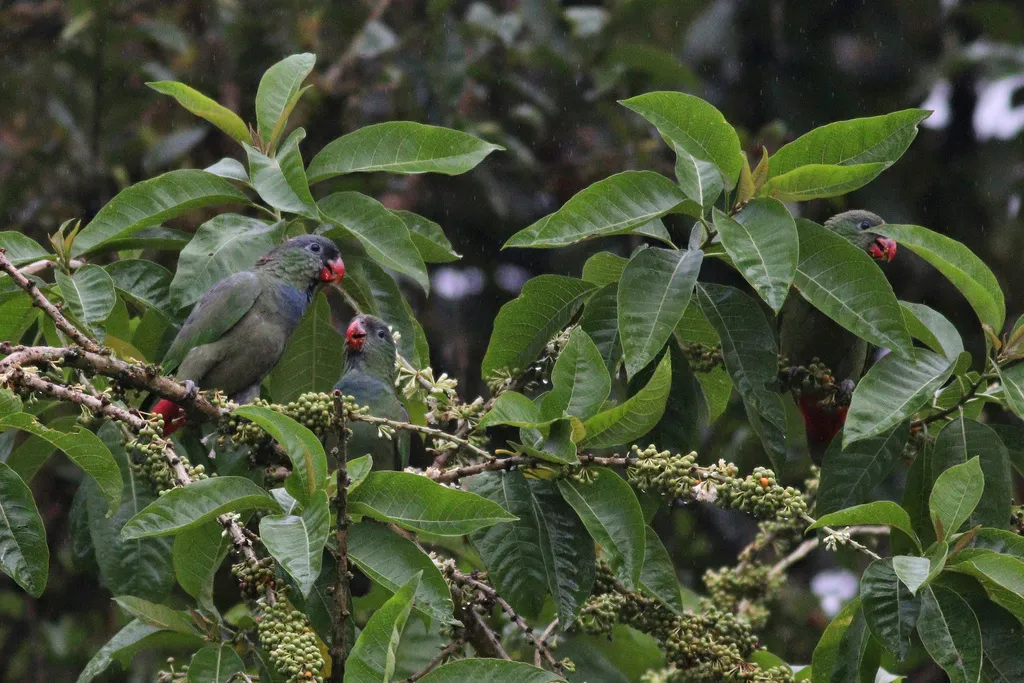 红嘴鹦哥（Pionus sordidus）