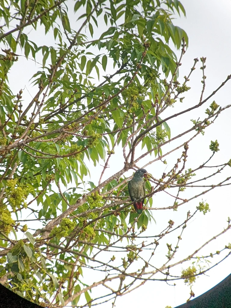 红嘴鹦哥（Pionus sordidus）