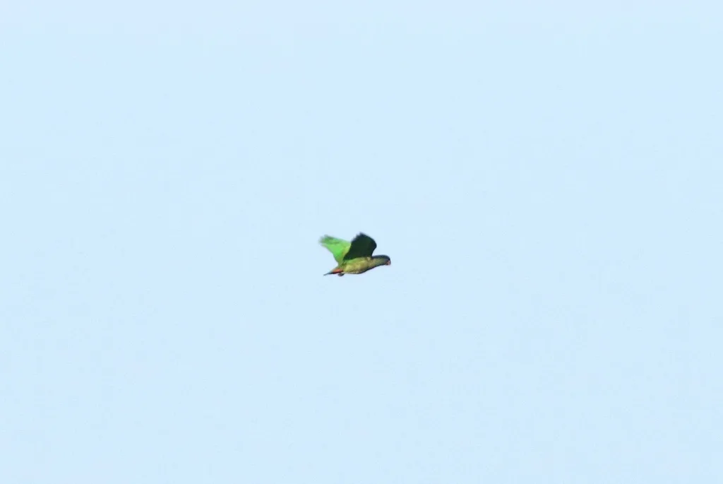 红嘴鹦哥（Pionus sordidus）