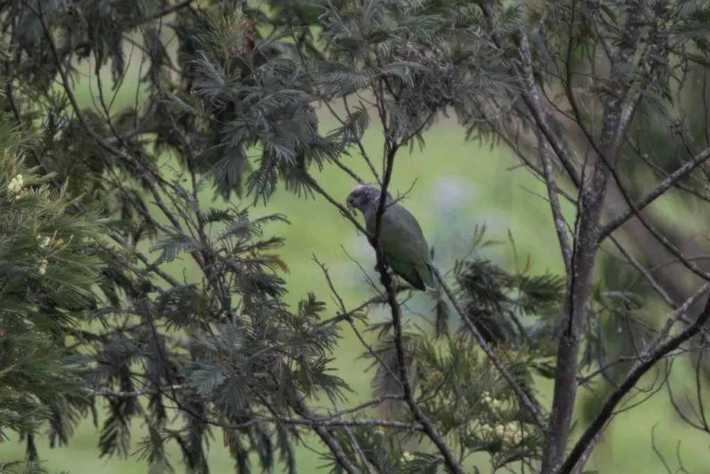 紫冠鹦哥(Pionus tumultuosus)