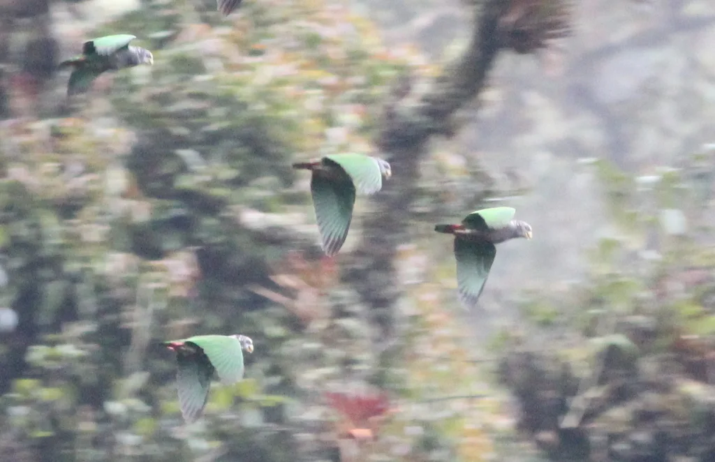 紫冠鹦哥(Pionus tumultuosus)