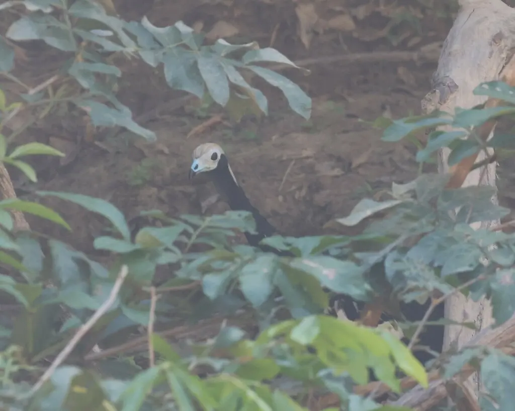 蓝喉鸣冠雉(Pipile cumanensis)
