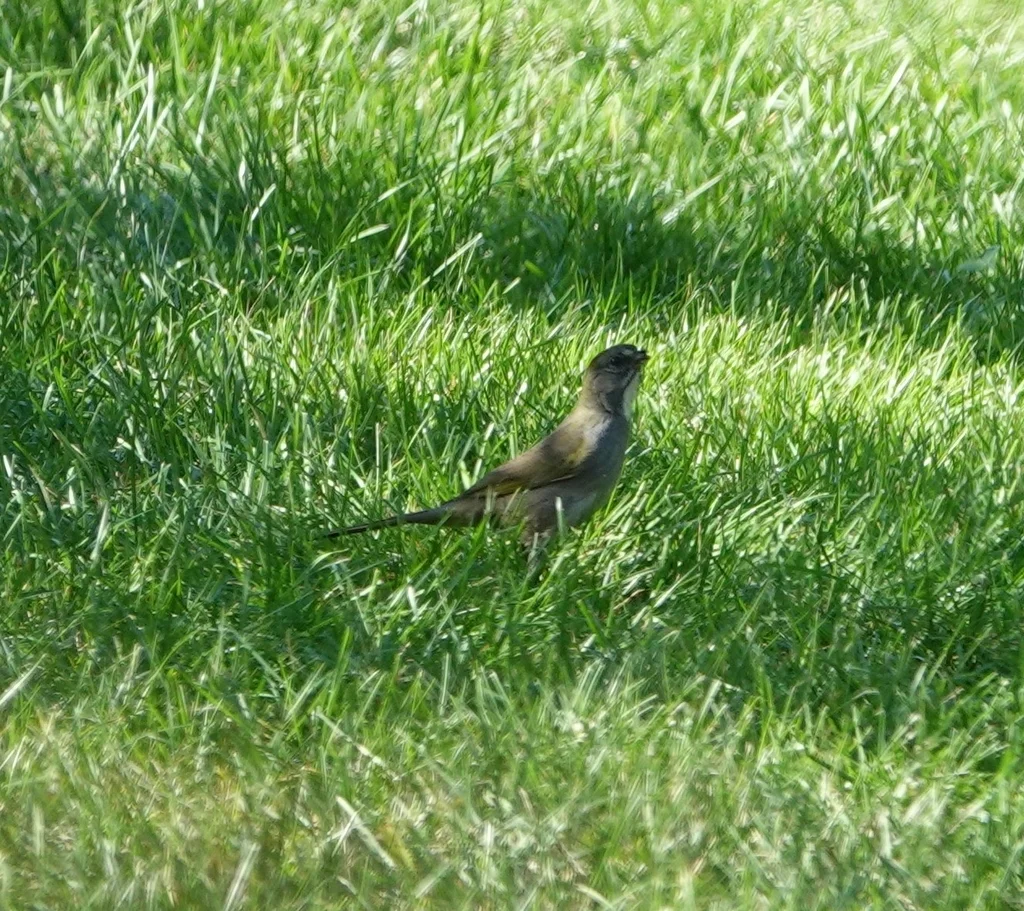 绿尾唧鹀(Pipilo chlorurus)