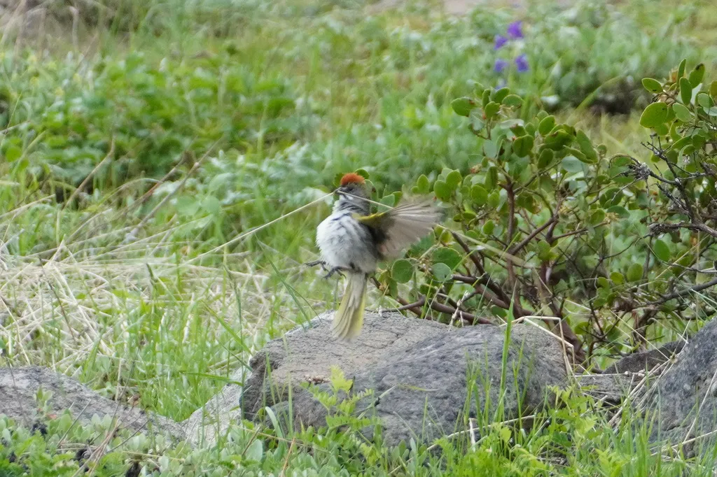 绿尾唧鹀(Pipilo chlorurus)