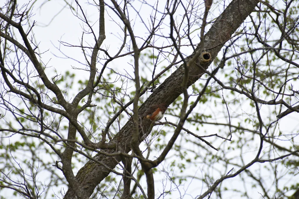 棕胁唧鹀（Pipilo erythrophthalmus）