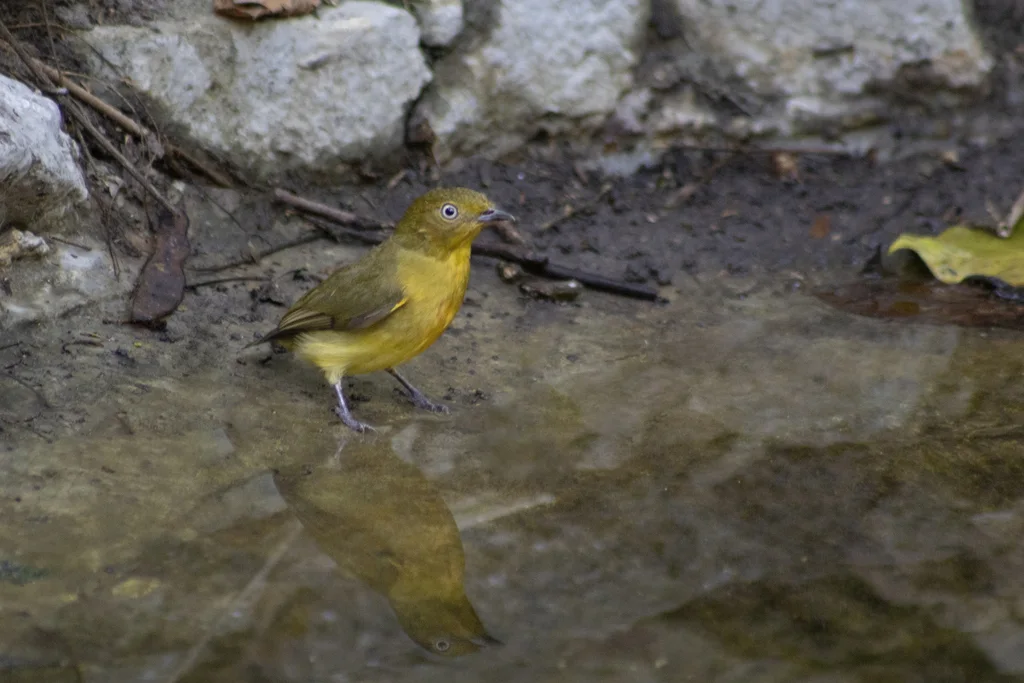 斑尾娇鹟(Pipra fasciicauda)